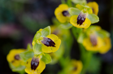 Yellow bee orchid, Ophrys lutea, Andalusia, Southern Spain.