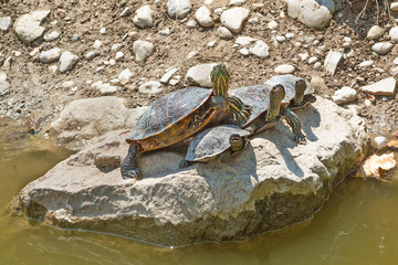 Cute turtles family on big stone. Mamure Kalesi, Anamur, Turkey.
