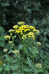 Tansy ordinary blooms in the wild