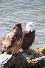 Eagles