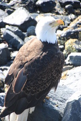 Eagle
