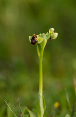 Bumblebee orchid, Ophrys bombyliflora, Andalusia, Spain