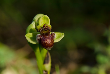 Bumblebee orchid, Ophrys bombyliflora, Andalusia, Spain