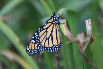 Monarch butterfly 