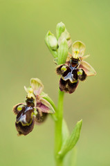 Ophrys x castroviejoi, Hybrid wild orchid Ophrys scolopax x Ophrys speculum, Andalusia, Spain.