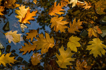 Water abstract background. Autumn fallen leaves on the water.   Autumn.  Abstract background photo. Closeup.