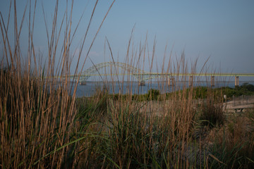 grass on bay