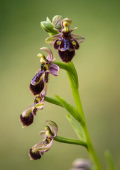 Ophrys x castroviejoi, Hybrid wild orchid Ophrys scolopax x Ophrys speculum, Andalusia, Spain.