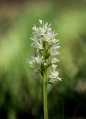Aulphur orchid, Dactylorhiza sulphurea, wild orchid, Andaluc&iacute;a, Spain.
