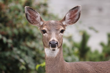Fototapeta premium Hello Deer