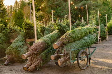 Freshly Cut Christmas Trees on a cart.