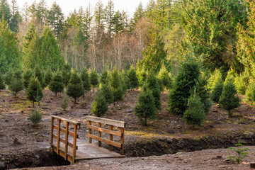 Christmas Trees waiting to be cut for the holiday.