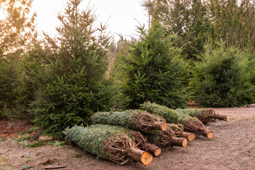 Freshly Cut netted Christmas trees.