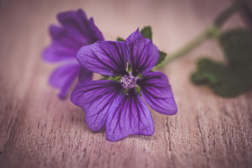 Bl&uuml;te auf einem Holztisch