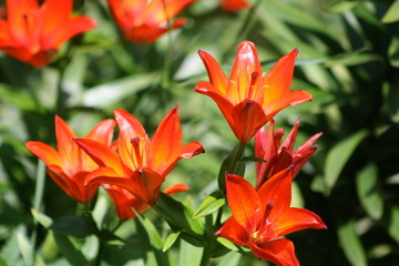 Lilies in Bloom 