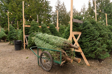 Freshly Cut Christmas Trees