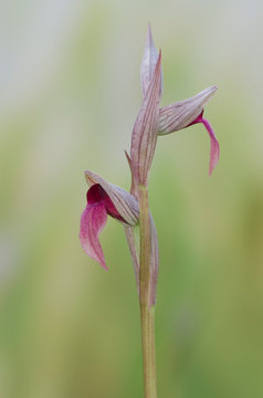 Tongue-orchid, Serapias lingua, wild orchid, Andalusia, Spain.