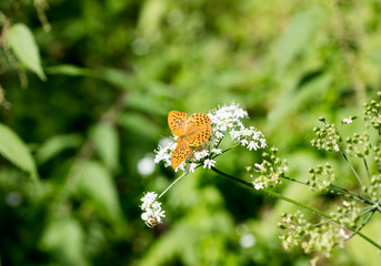 Orange butterfly sitting on white flower macro background fine art in high quality prints products...