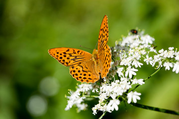 Orange butterfly sitting on white flower macro background fine art in high quality prints products...