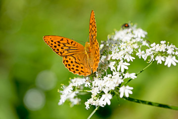 Orange butterfly sitting on white flower macro background fine art in high quality prints products...