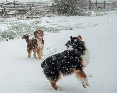 Dog waiting for a snowball