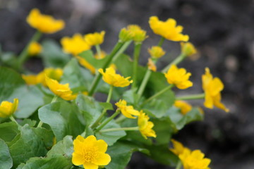 Buttercup Flowers 