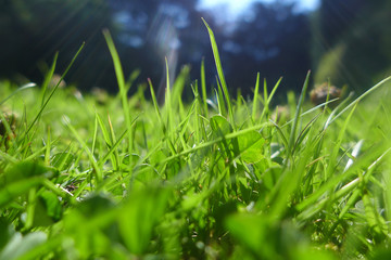 Herbe 1