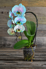 Orchid in flower pot on wooden background © izzzy71