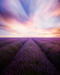 Fototapeta na wymiar Lavender field with dramatic sunset