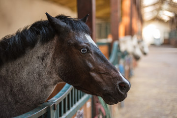 Fototapeta premium A pony's head with blue eye in the loosebox in the stable