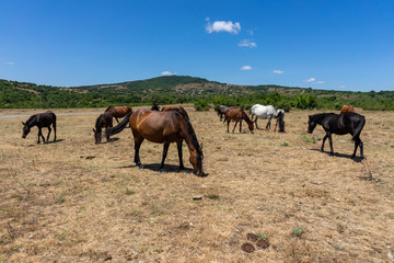 Naklejka na ściany i meble Wild horses from Cape Emine. The Bulgarian Black Sea Coast.