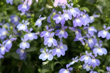 Obraz premium Purple Lobelia 