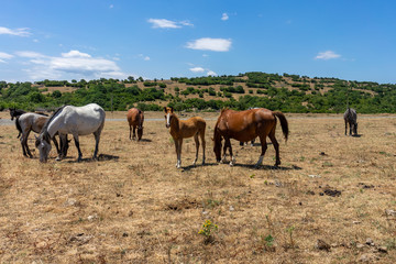 Naklejka na ściany i meble Wild horses from Cape Emine. The Bulgarian Black Sea Coast.