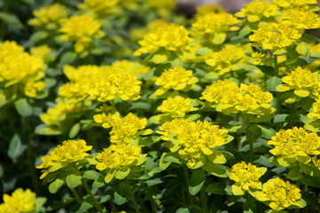 Yellow Flower Background 