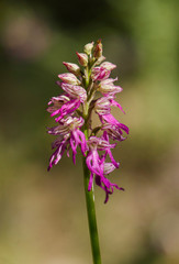 Hybrid orchid, orchis italica x orchis anthropophora = orchis bivonae tod, Andalusia, Spain.