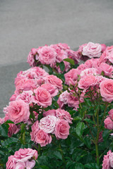 pink rose flower in the garden