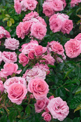 pink rose flower in the garden