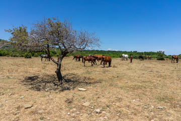 Wild horses from Cape Emine. The Bulgarian Black Sea Coast.