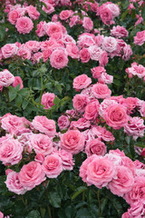 pink rose flower in the garden