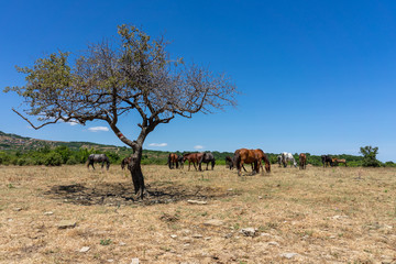 Wild horses from Cape Emine. The Bulgarian Black Sea Coast.