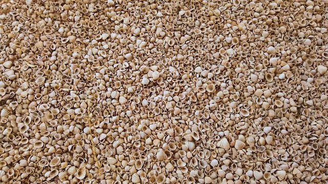 4K video Beach with seashells. Shells cover the whole country. It's on a seashell island in Senegal, Africa