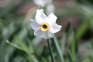 Obraz premium Daffodil 