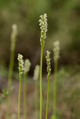 Dense-flowered Orchid, Neotinea maculata, Andalusia, Spain.