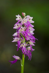 Hybrid orchid, orchis italica x orchis anthropophora = orchis bivonae tod, Andalusia, Spain.
