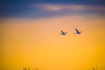 geese in flight