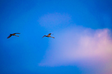 Fototapeta premium geese in flight