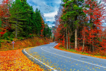 Autumn time. Yellow, red, orange, colorful leaves pouring from the tree. National Park. Yedigoller,...