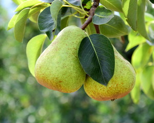 Reife gelbe Birnen an einem Ast - Erntezeit in Südtirol