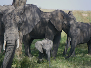 Close up photo of family of elephants in Kenya