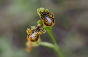 Mirror orchid, Ophrys speculum, Andalusia, Southern Spain.